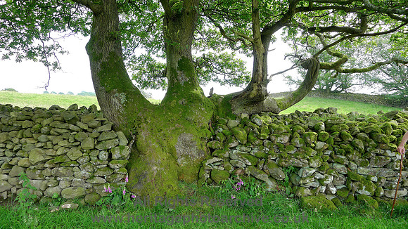 HRS 7979 Barber Green, Consumption wall and old oak tree