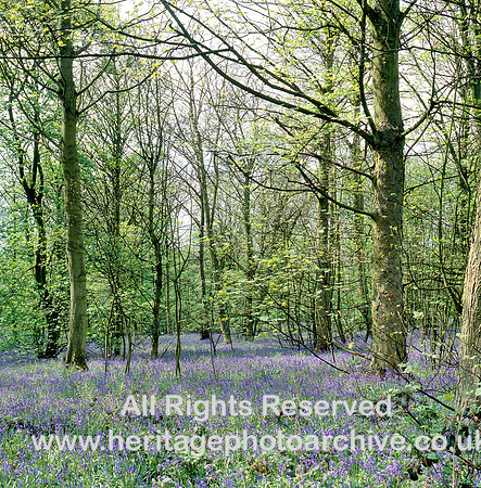 HRS 1643 Whalley, bluebell wood 1980s