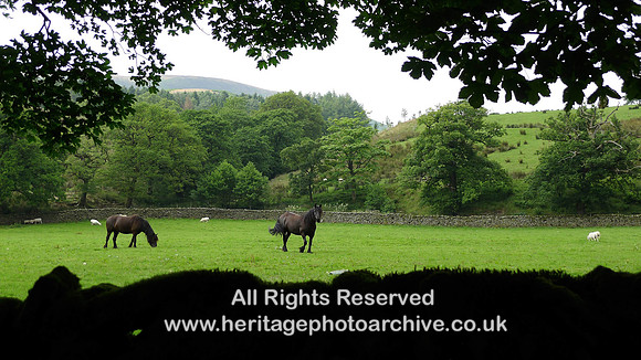 HRS 8105 Langden Brook, horses in field