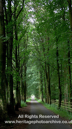 HRS 8106 Langden Brook, trees on driveway