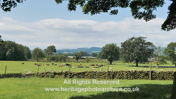 HRS 8144 Leck dry stone walling and cattle SD 64365