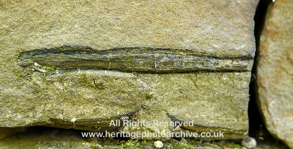 HRS 8179 Wray, Botton, fossil plant remains