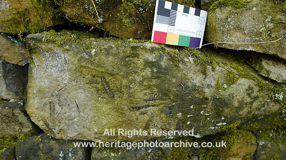 HRS 8194 Wray, Botton Mill wall Carboniferous plant fossils