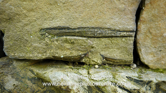 HRS 8195 Wray, Botton Mill wall Carboniferous plant fossils