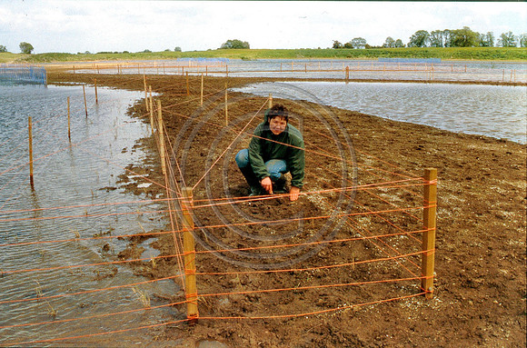 Fencing in the Reserve 11 June 1999