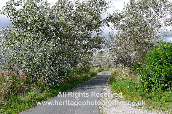 HRS 11586 Holker, White poplar in bright sunlight Aug 2023 L1230209