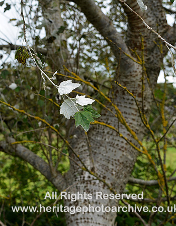 HRS 11587 Holker, White polar tree and leaves DSC_0611