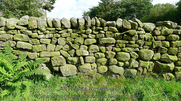HRS 8335 Tarnbrook, Dry stone walls and ferns L1160732