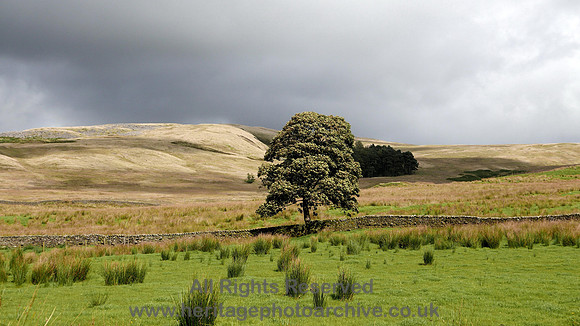 HRS 8340 Tarnbrook, Gilberton Farm, tree L7700110