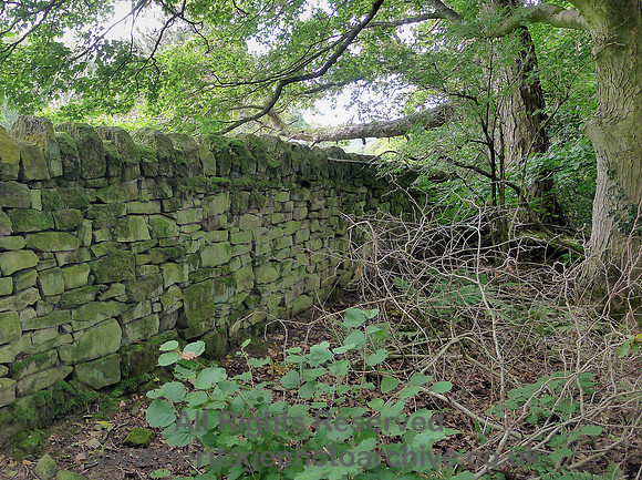 HRS 8448 Abbeystead, Water Authority dry stone wall