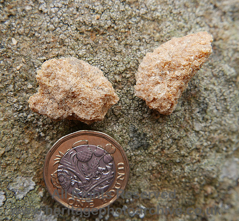 HRS 8446 Abbeystead, millstone grit samples