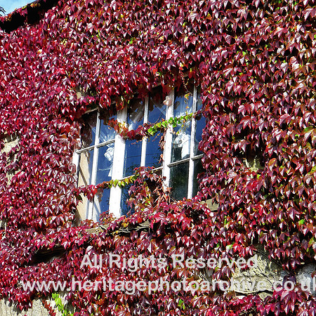 HRS 8480 Clapham, Ivy clad window