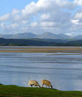 HRS 8561 Sheep near Leven Estuary