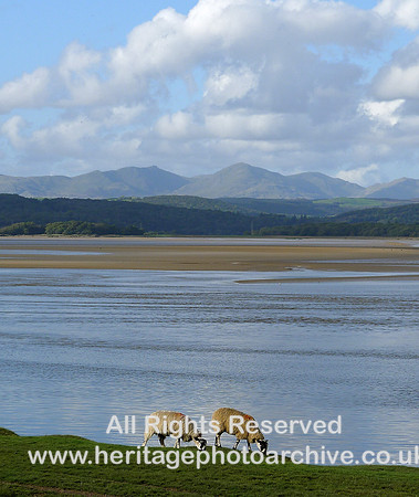 HRS 8561 Sheep near Leven Estuary