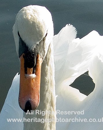 HRS 15 Mute swan