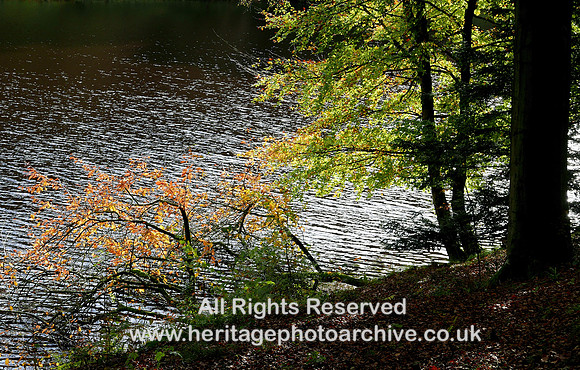 HRS 8620 Clapham, autumn leaves