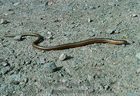 HRS 8634 Grizedale Forest, Slow worm