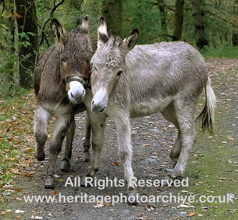 HRS 8633 Two donkeys, Grizedale L1170030