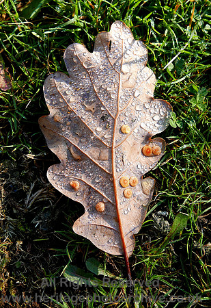 HRS 8668 Autumn leaf, Humphrey Head
