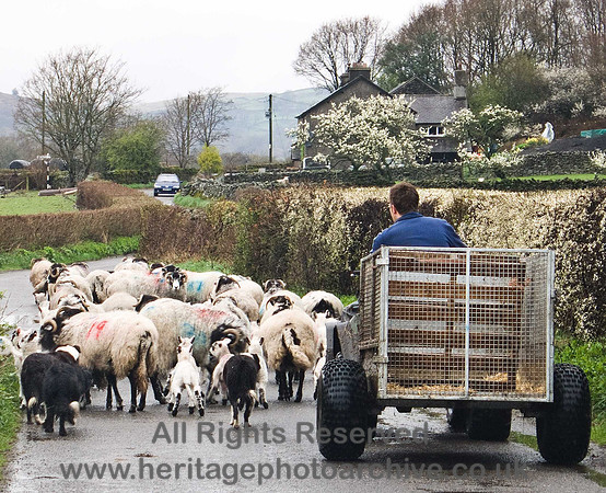HRS 1339 High Nibthwaite, sheep 2011