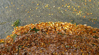 HRS 8774 Fell Foot, autumn leaves