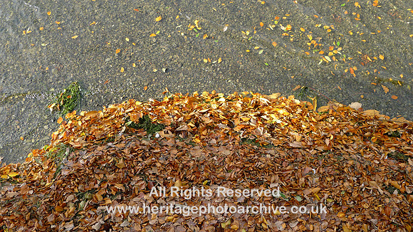 HRS 8774 Fell Foot, autumn leaves