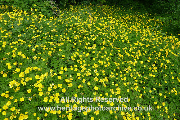 HRS 8721 Cartmel, Tram Wood, spring flowers 2013