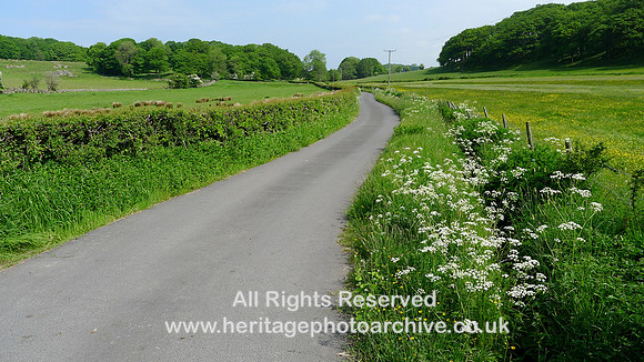 HRS 8720 Cartmel, Tram Wood, spring flowers 2013