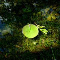 HRS 10582 Skelwith Bridge, Loughrigg Tarn, the lily pad L1110427