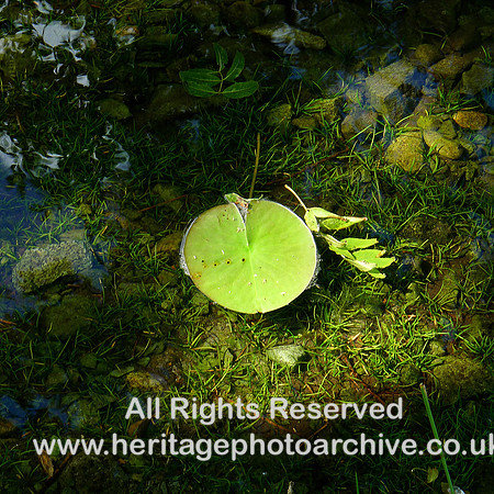 HRS 10582 Skelwith Bridge, Loughrigg Tarn, the lily pad L1110427
