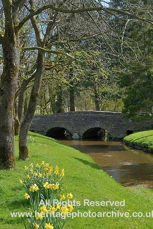 HRS 8766 Orton, Daffodils and spilt-stream bridge  DSC_0102