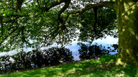 HRS 10581 Skelwith Bridge, Loughrigg tarn tree branches L1110419