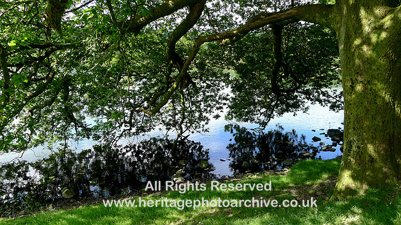 HRS 10581 Skelwith Bridge, Loughrigg tarn tree branches L1110419