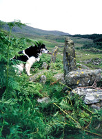 Broughton Moor, Standing stones dog Sep 2007