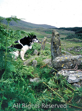 Broughton Moor, Standing stones dog Sep 2007