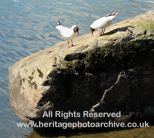 HRS 8780 Newby Bridge, Fell Foot, Black-headed gulls