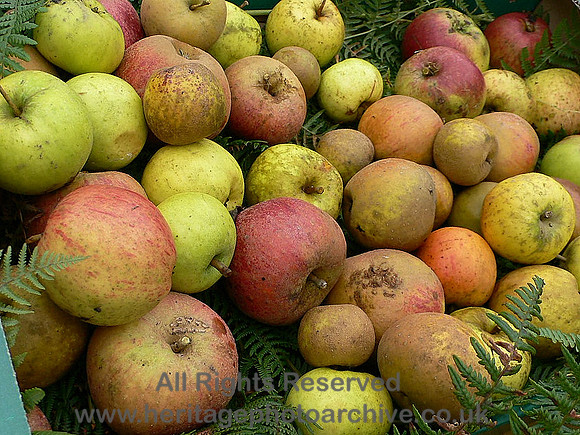 HRS 8805 Conwy, Food Festival local apples 2007