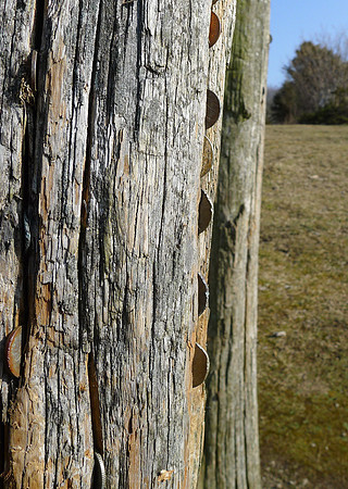 HRS 11643 Arnside Knott, coin in tree trunk close up
