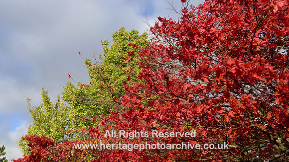 HRS 11654 Holker Hall, Gardens in the autumn 2016