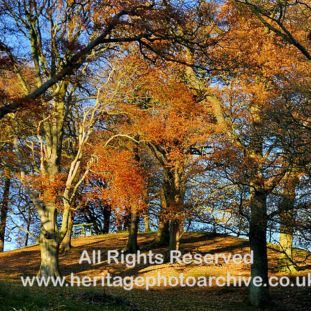 HRS 11655 Holker Hall Gardens trees in autumn 2016