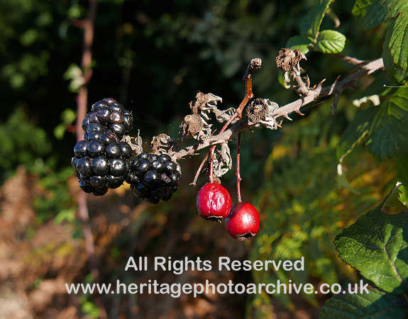 HRS 11664 Holker, blackberries