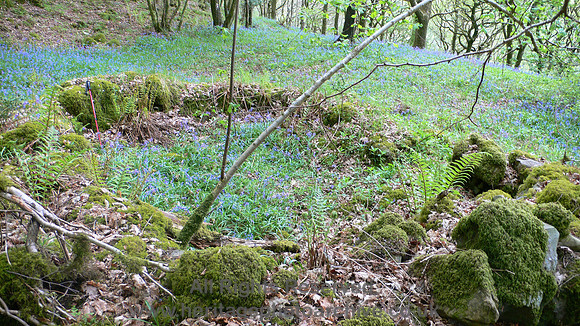 HRS 8865 Low Nibthwaite, Bark peelers hut L1140441