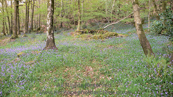 HRS 8863 Low Nibthwaite,  bark peeler's hut L1140433