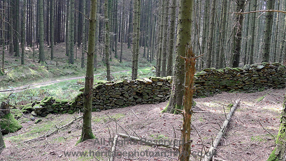 HRS 8867 Low Nibthwaite, Arlid Wood old DSW L1150791