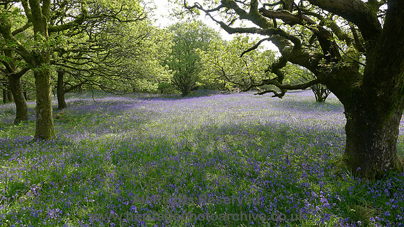 HRS 8868 Low Nibthwaite, Arlid Wood bluebells L1150792
