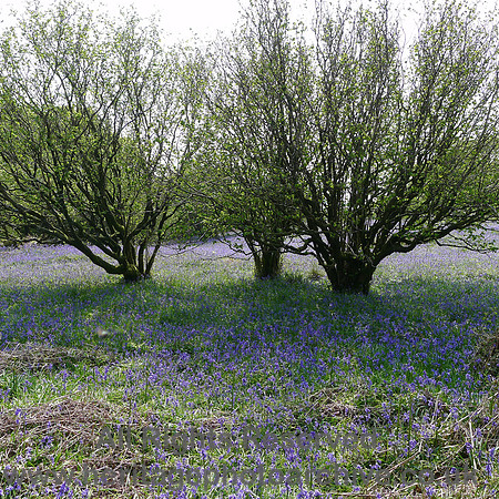 HRS 8869 Low Nibthwaite, Arlid Wood bluebells L1150794