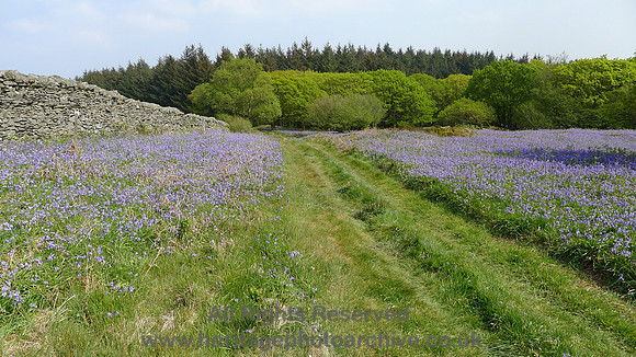 HRS 8870 Low Nibthwaite, Arlid Wood bluebells L1150797