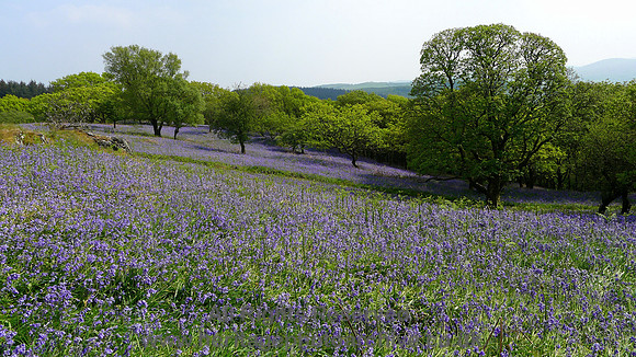HRS 8871 Low Nibthwaite, Arlid, bluebells L1150804