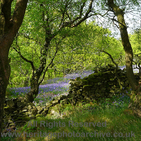 HRS 8872 Low Nibthwaite, Arlid, bluebells DSW L1150815