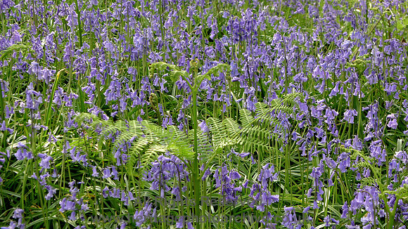 HRS 8873 Low Nibthwaite, Arlid bluebells L1150838